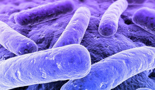 Crijevna mikrobiota i Alzheimerova bolest 